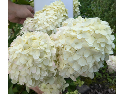 Гортензия метельчатая Фантом