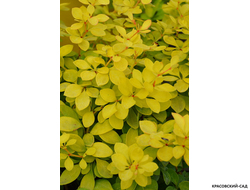 Барбарис Тунберга Голден Хоризон фото крупным планом красовский-сад.рф