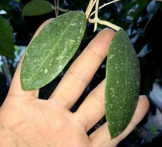 Hoya sp. ‘ Black Leaves ‘  from Prachinburi Province in Thailand (EPC-301)