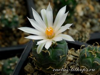 Turbinicarpus rioverdensis PP 204 - 5 семян