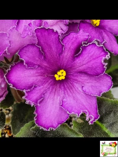 НК-Императорский Сад (Н.Козак) 2019 г. (лонг листва)