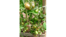 Кровавая луна