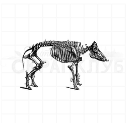 штамп винтажный анатомический скелет свиньи