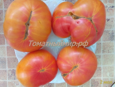 Томат Лаки Кросс (Lucky Cross), Канада