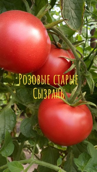 семена томаты "Розовые старые. Сызрань"