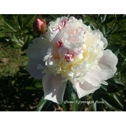 Пион Весенний (Vesennij)