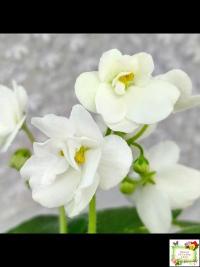 ШН-Космическая Фея (Н. Шушакова) 2019 г.