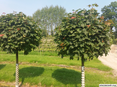 Клен остролистный Глобосум - Globosum