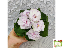 ВаТ-Соло Анфисы (Т. Валькова) 2021 г.