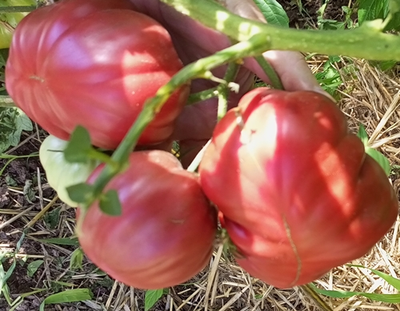 Томат Кудрявый Морателла (Rizado de Morratella )