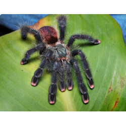 Avicularia velutina