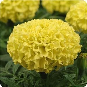 Бархатцы крупноцветковые Taishan yellow