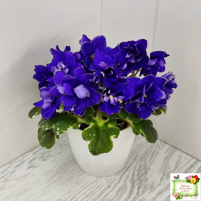 Star Wars (Baker) (пестролистный гёрл)