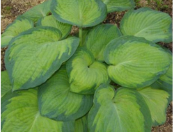 Хоста George Smith, C2