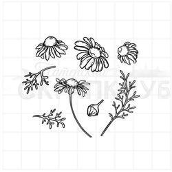 Штамп цветы ромашки