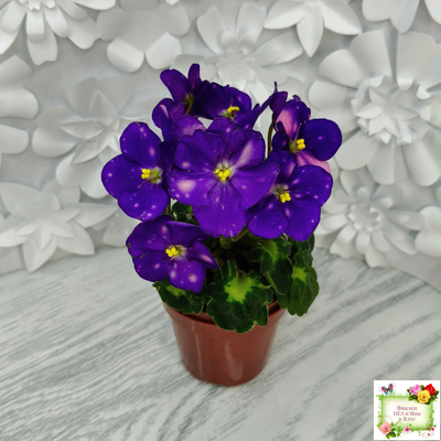 ВаТ-Горох на Десерт (Т. Валькова) 2020 г. (гёрл-листва)