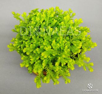 Selaginella Kraussiana Aurea