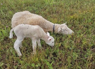 Овечья ферма | Ферма СытникЪ