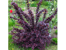 Барбарис оттавский Суперба