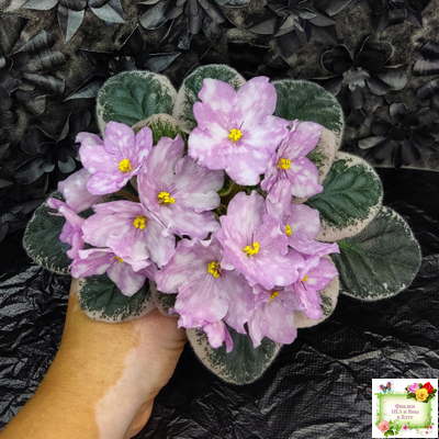 Rivermist Beguiling (J. Baker) (стартер)