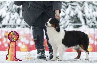 Аля - Чемпион России, Чемпион РКФ (во взрослом классе)