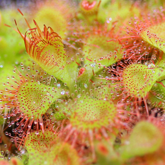 Drosera "Sessilifolia"