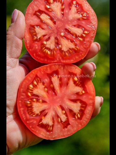 Томат Кристина Ватчева ( Kristina Vatcheva), 10 шт