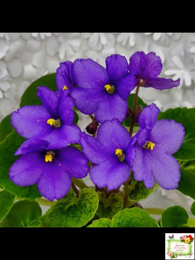 LV-Олег+Алиса (Л. Шевелева) 2025 г. (гёрл-лист с кроновой пестролистностью)