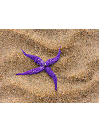 Подвеска "Морской Цветок" с хрустальной бусиной