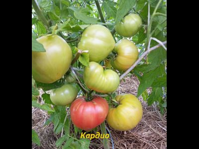 Томат Кардио