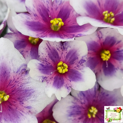 Dn-Райська Насолода (Д.Денисенко) химера (стартер сорт)