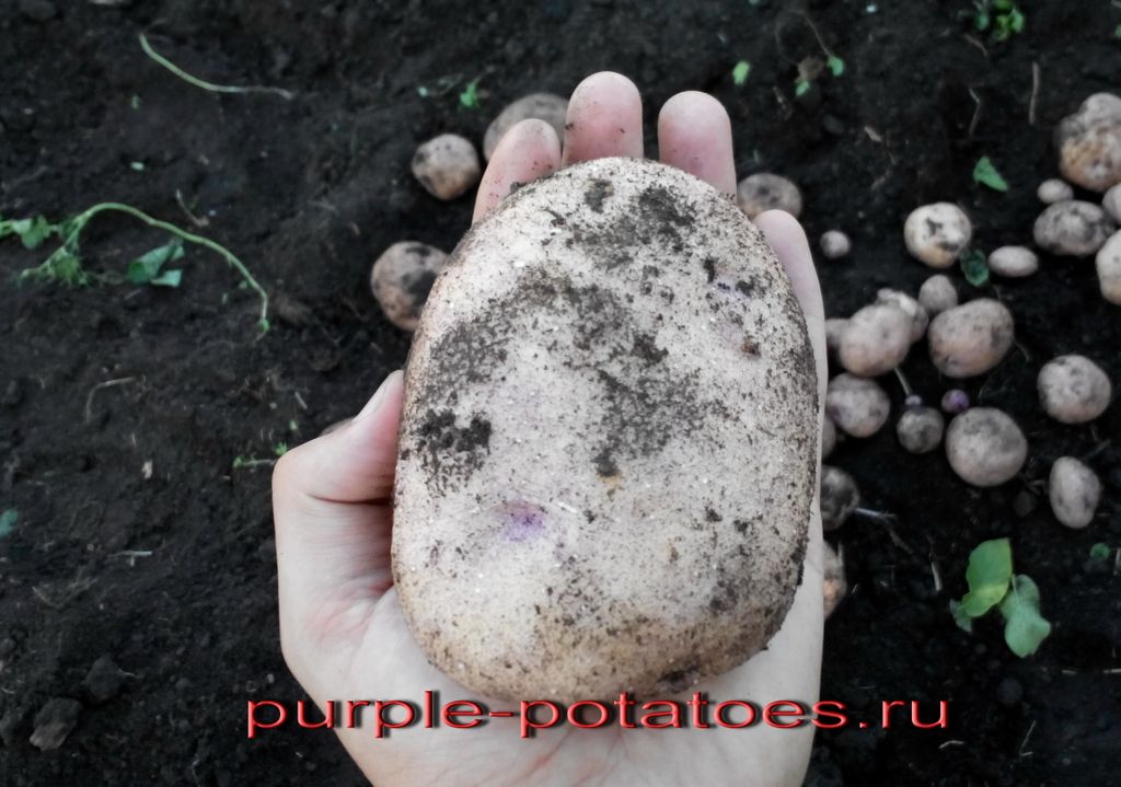 Синеглазка Картофель Купить