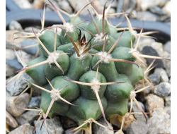 Gymnocalycium bruchii v. niveum VG 536