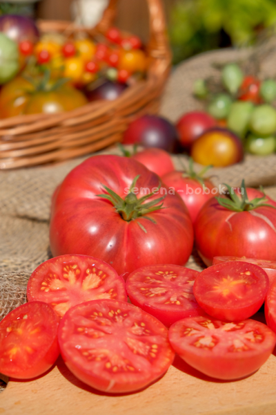 Томат Rebel Starfighter Kayleigh Anne Pink (Восставший Звездный Истребитель Кейли Энн Пинк ), 10 шт