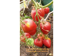 Томат Сосок Венеры Беатрикс (Teton de Venus Beatrix), Польша
