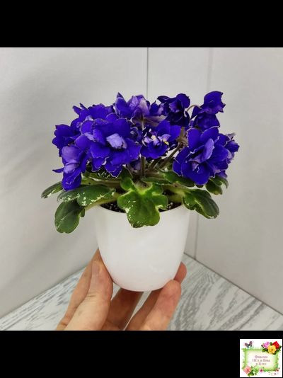 Star Wars (Baker) (пестролистный гёрл)