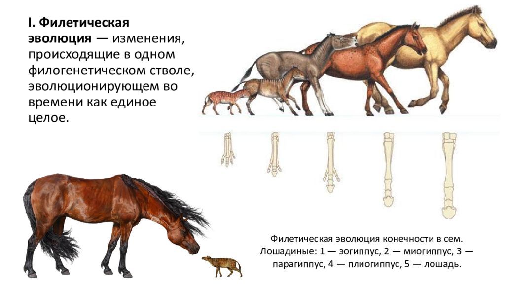 Как называют представленный на рисунке ряд скелетов конечностей предков современной лошади