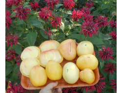 Томат Белая вишня