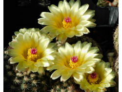 Notocactus spec.(mueller-melchersii group.) VG-1428 - 5 семян