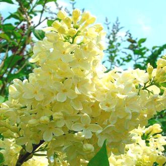 Сирень Примроуз  горш.С2  выс.20см