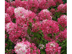 Гортензия метельчатая Диамант Руж (Diamand Rouge),  0,5 л