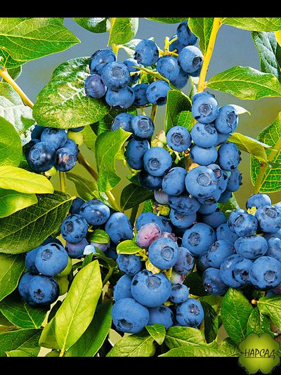 ГОЛУБИКА "ПАТРИОТ" (ОЧЕНЬ СЛАДКАЯ, ВЫСОКОРОСЛАЯ, СРЕДНЕРАННЯЯ) саженец 2 года