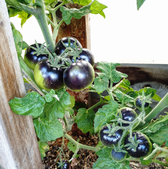 Семена томата Луна Гондваны Гном/ *нов 2025