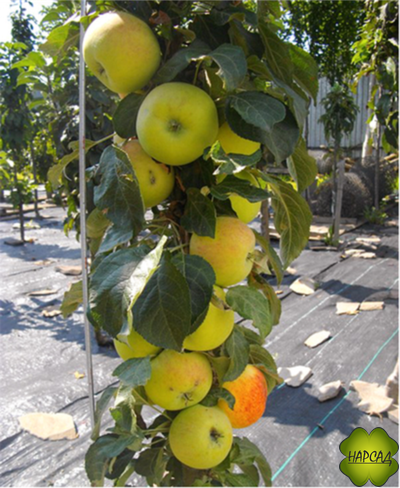 ЯБЛОНЯ КОЛОНОВИДНАЯ "МЕДОК" СЛАДКОЕ И СОЧНОЕ! (саженец 3 года)