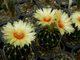 Hamatocactus setispinus REPP 1016B (D=45-50mm)