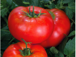 СИБИРСКИЙ СКОРОСПЕЛЫЙ