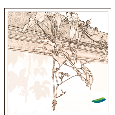 Постер  «Ветка дикого винограда»