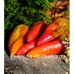 Перец сладкий Оленька, 10 шт.