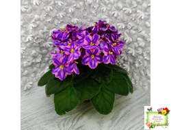 СГ-Каспер (И.Киселёва/С.Голубцова) химера