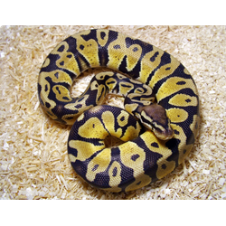 Королевский питон